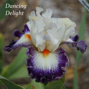 Dancing Delight