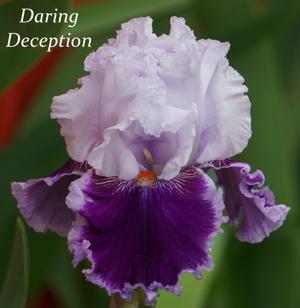 Daring Deception