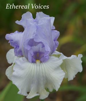 Ethereal Voices