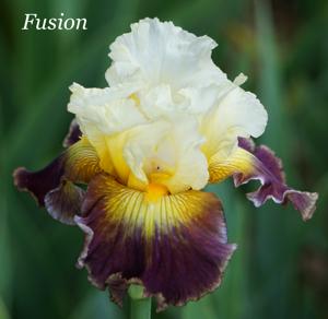 Fusion