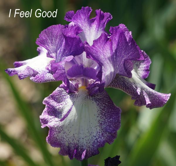 I Feel Good