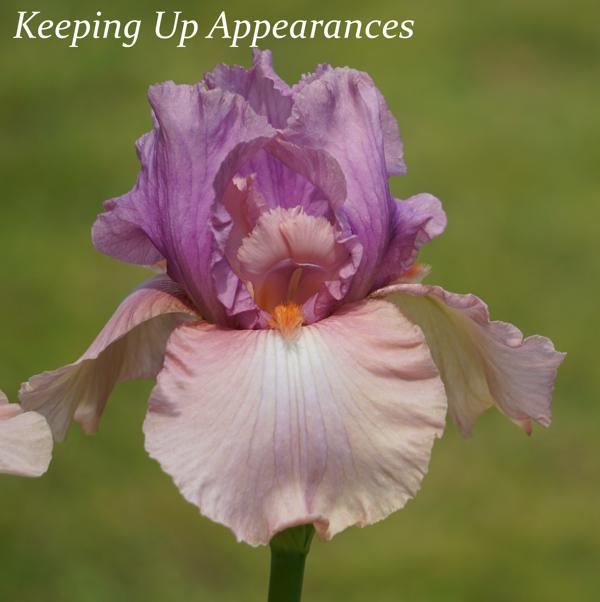 Keeping Up Appearances