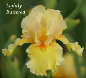 Lightly Buttered