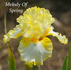 Melody Of Spring