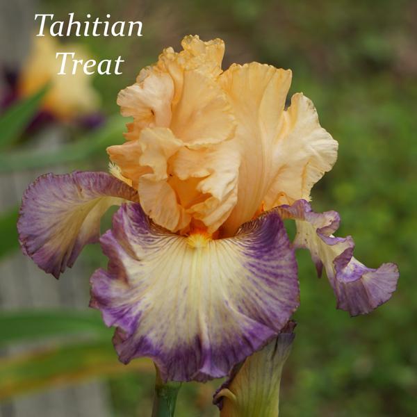Tahitian Treat