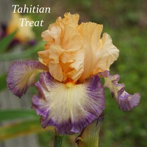 Tahitian Treat