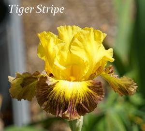 Tiger Stripe