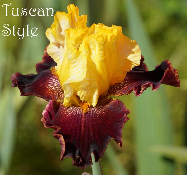 Tuscan Style